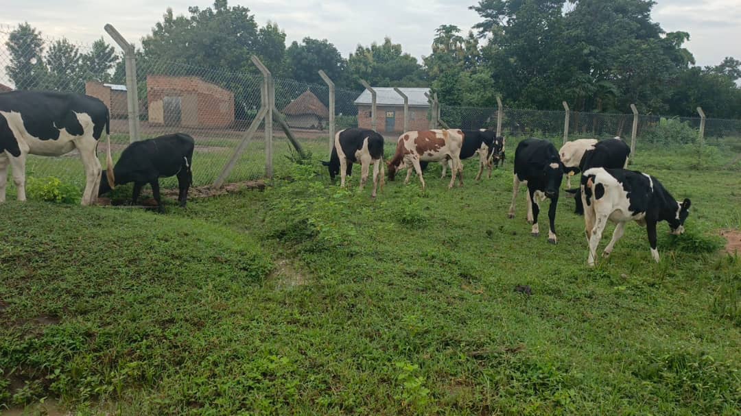 Cattle grazing near the farm